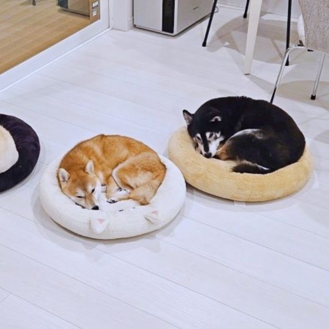 自分の毛色と違う色のクッションで眠る（左から）白柴「安豆」ちゃん、赤柴「ずんだ」ちゃん、黒柴「小豆」ちゃん（画像提供：黒柴小豆と白柴安豆と赤柴ずんだはタヌキさん）