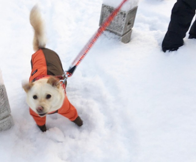 北海道で育ったコハクちゃんは雪も大好きです