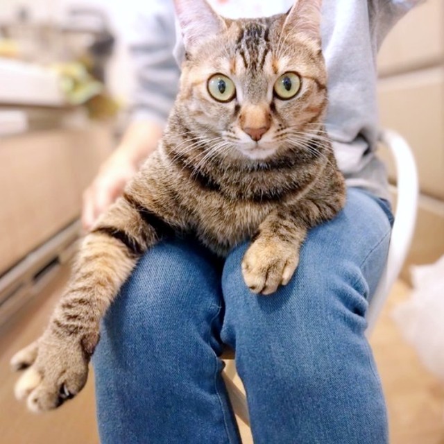 膝上に乗ってくつろぐ会長（画像提供：猫、飼い始めましたさん）