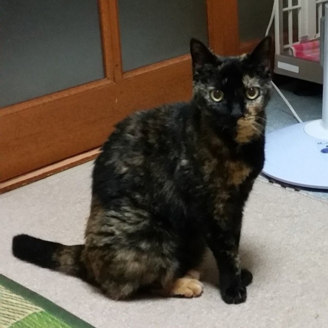 20歳の時に保護し、一緒に暮らしたすみれちゃん