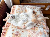 足パカーン！ 大胆ポーズでお昼寝するモカちゃん（画像提供：モカ猫さん）