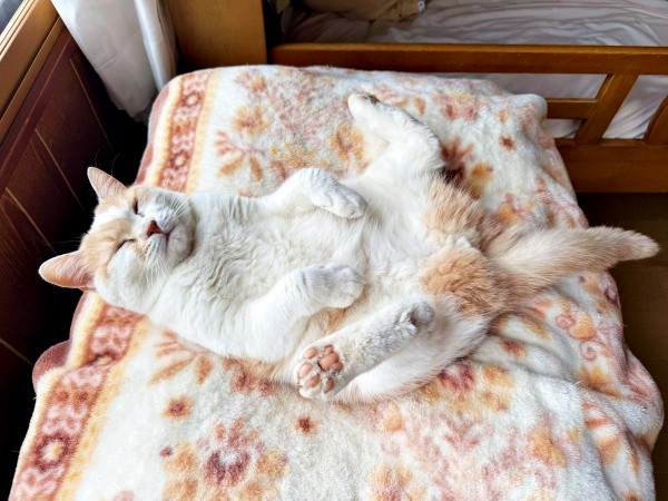 足パカーン！ 大胆ポーズでお昼寝するモカちゃん（画像提供：モカ猫さん）