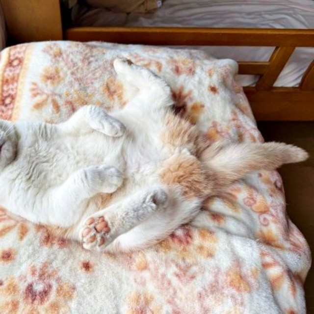 足パカーン！ 大胆ポーズでお昼寝するモカちゃん（画像提供：モカ猫さん）