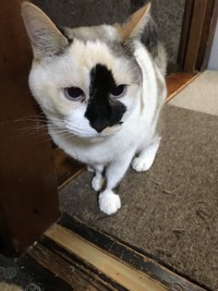 お鼻の模様がチャームポイント