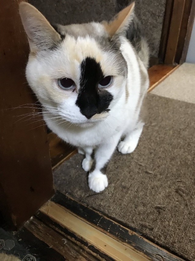 お鼻の模様がチャームポイント