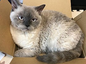 荷物が来たよ　箱に入ろっと　セルカークレックスの「シフォン」