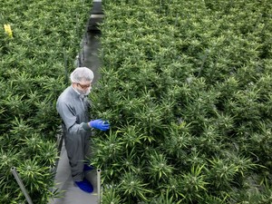 私が大麻の厳罰化に反対するこれだけの理由　アルコールやタバコと比べてもバランス欠く