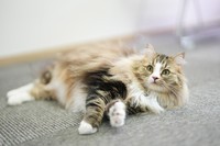看板猫のいぐさ「クラファン、応援してるにゃん」