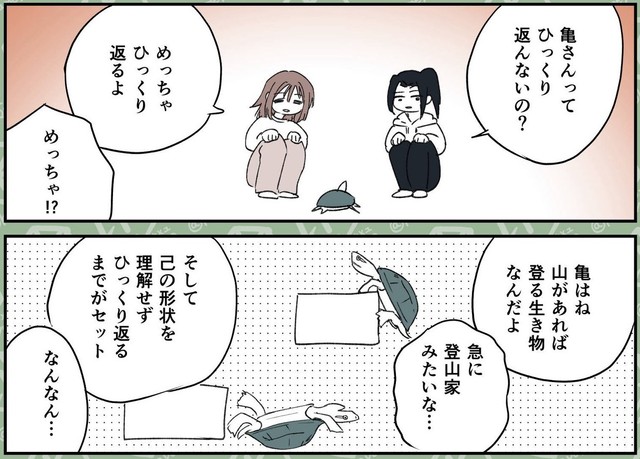 亀はすぐにひっくり返る　©︎カメユ