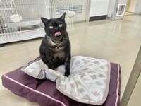 こんぶ専務（画像提供：三協精器）