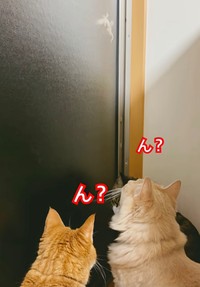 3きょうだいそろってヤモリを見つめる貴重ショット（左から）ましゅちゃん、麻呂くん、チョコくん（画像提供：Kamui_310さん）