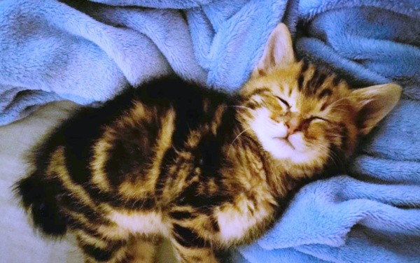 ふっくらとしたちびすけくん（画像提供：あるくきくらげさん）