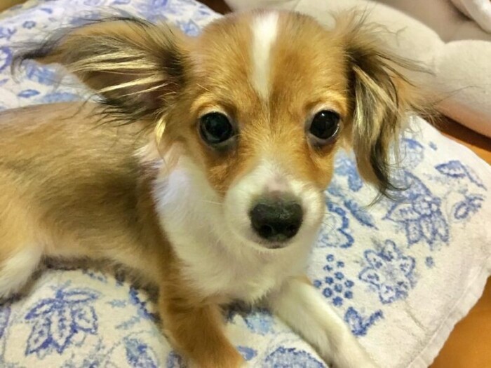 家にきたころの「Isaac」

