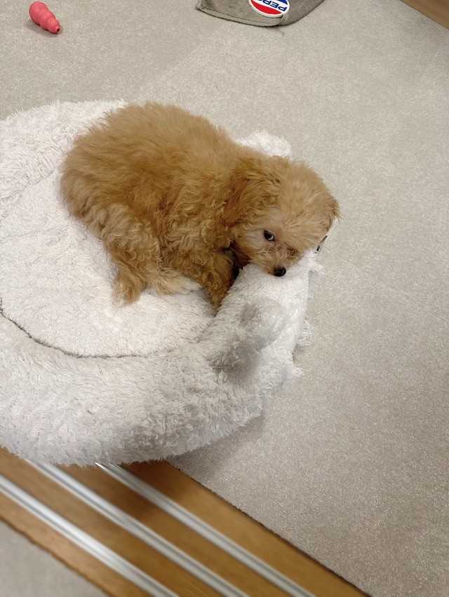 爆裂に拗ねるからあげちゃん（提供：からあげという犬さん）