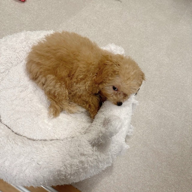 爆裂に拗ねるからあげちゃん（提供：からあげという犬さん）