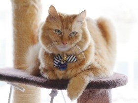 娘から老夫婦に託された猫　甘え上手な“おじいちゃん子”に