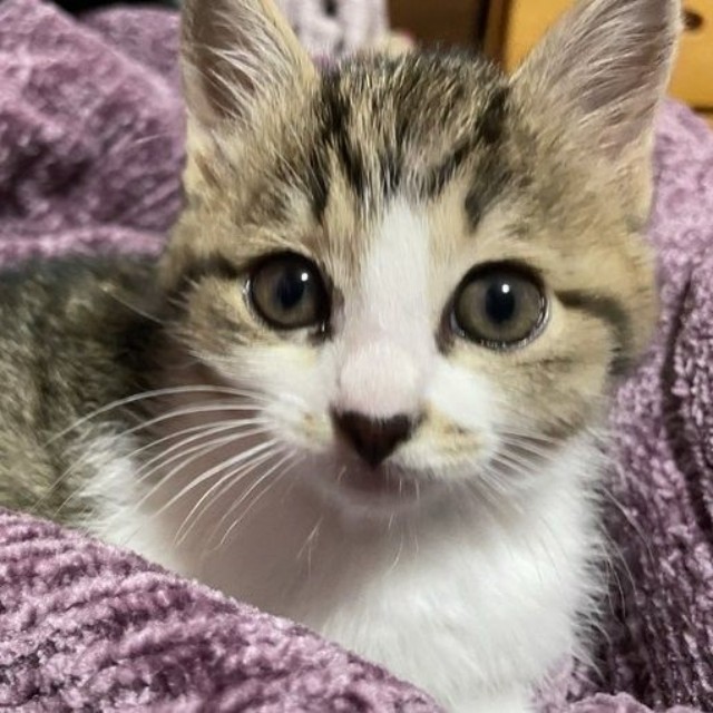 治療中でも元気なスイちゃんの姿に救われた