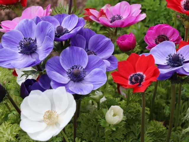 専門家が教える】冬のガーデニングにおすすめの花一覧 寒さに耐える花