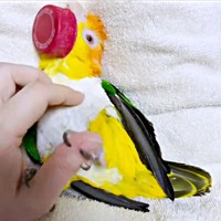 キャップをくわえて、お腹もなでなでしてもらうポーくん（画像提供：タイラーさん）