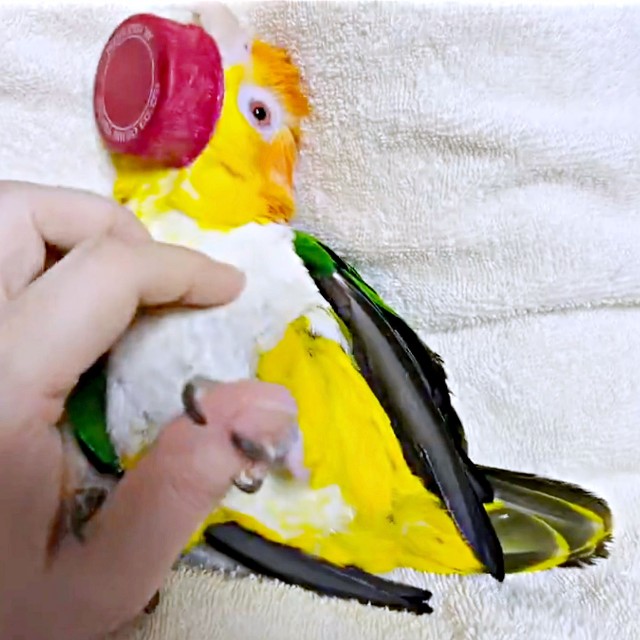 キャップをくわえて、お腹もなでなでしてもらうポーくん（画像提供：タイラーさん）