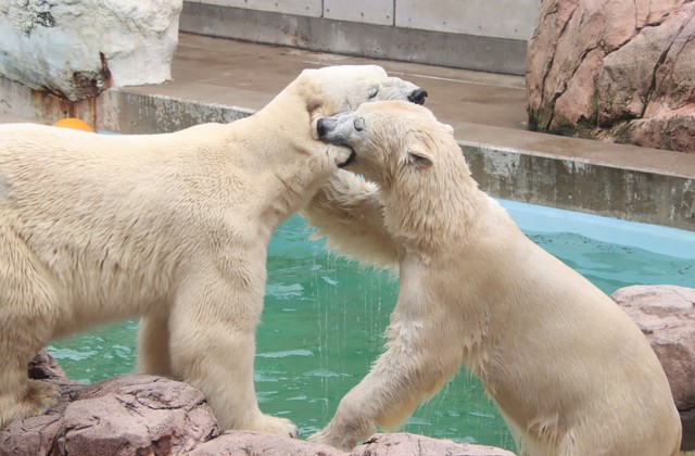 男鹿水族館のオス「豪太」（左）と、新たなお相手として浜松市動物園から移動した「モモ」
