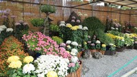 2025年の高松市菊花展競技会　最優秀作品(農林水産大臣賞)の藤本逞さんの作品