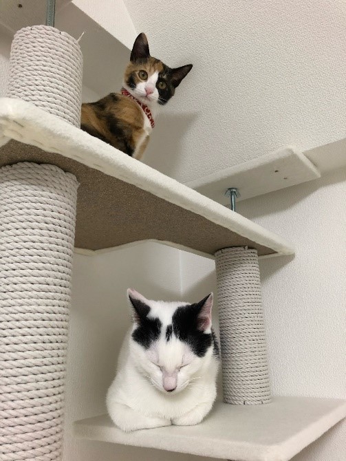 高い場所はお手のものだった