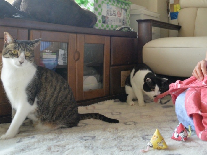 オモチャより紐に興味津々。最近しまってるのよねー