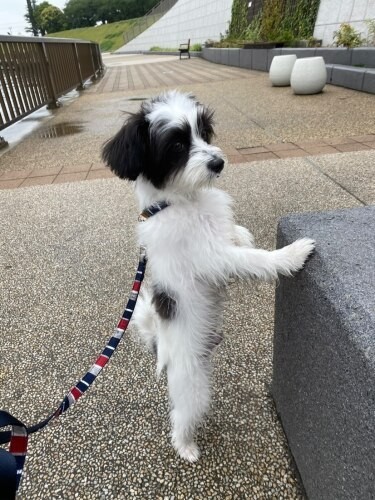 家にきたころの「ぽむ」