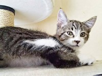 前片足を失ったまめたろくん。キャットタワーの上にのぼるほど元気いっぱいになりました（画像提供：まめたろさん）