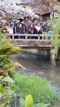 桜の時期の祇園「巽橋（たつみばし）」。風情とは無縁の混雑ぶり（動画からキャプチャー／提供：京都時間.jp @kyototime_jp）