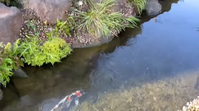 水路には日本在来種の鯉なども棲んでいるようだ（あらかわちゃんねるさん提供）