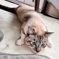 ホットカーペットの上でペタンと寝そべるちくわくん（画像提供：やくまろさん）