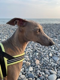 美しい横顔（画像提供：プットさん）