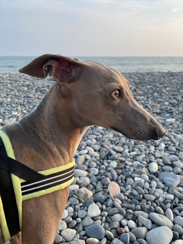 美しい横顔（画像提供：プットさん）