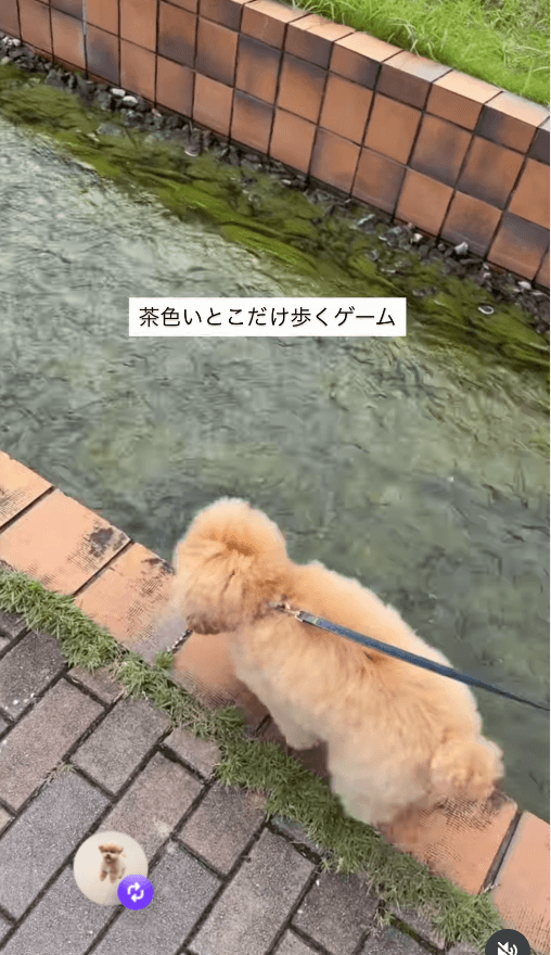 なんでそこ歩くの！？スレスレい挑むちくわくん　画像提供：もふもふちくわさん