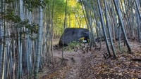 竹林の中に忽然と姿を現わす「益田岩船」