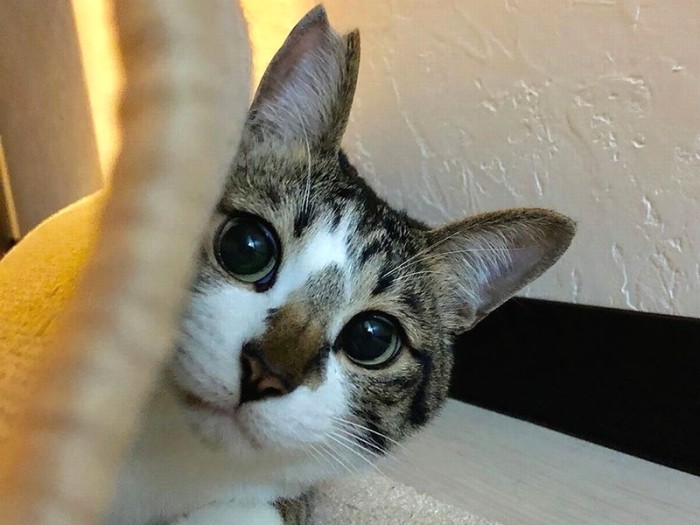 愛らしい小鉄くん