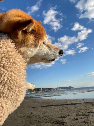 お散歩中に寝ちゃう日もあります