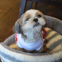 べーちゃんは子犬のとき、ペットショップで右目をケガしてしまった