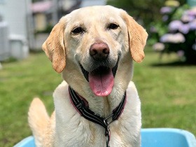 ２０１９ニコニコの笑顔で賞　ラブラドールの「リリー」