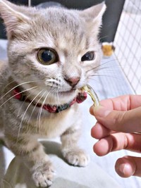 おやつをパクッと食べるリリーちゃん（画像提供：恋するうさぎちゃん）