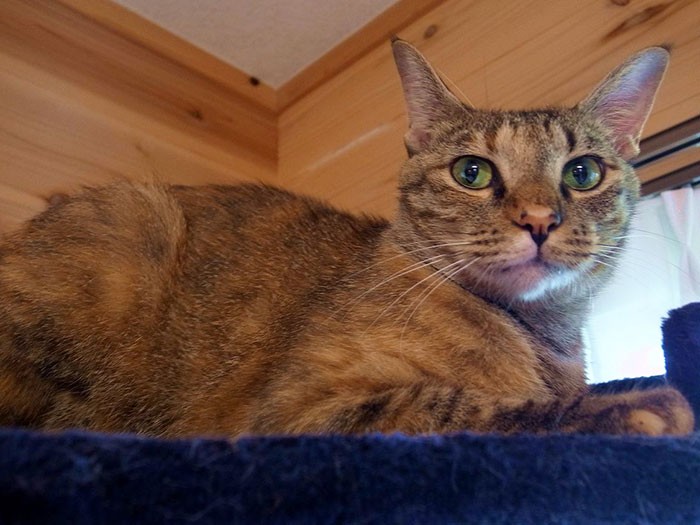 天井に届きそうなキャットタワーもお気にいり
