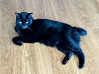 床上で寝そべるあずきちゃん（画像提供：あずきさん）