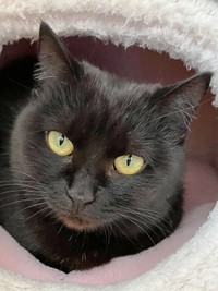 ふっくらとしたかのさん（画像提供：雲母あおさん）