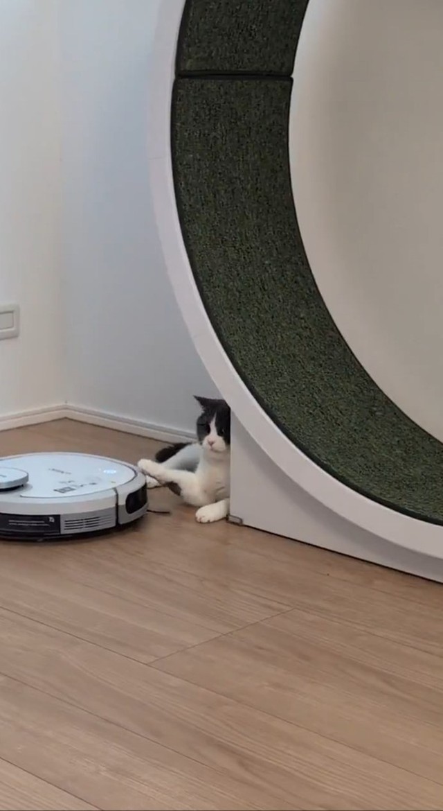 右前足で難なくむこうへ押しやりました！（画像提供：コテツとまるさん、動画よりキャプチャ）