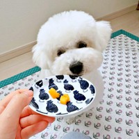 おやつにビワをもらうムーンちゃん（画像提供：めろみちゃんとむんちゃんさん）