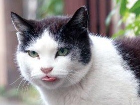 小さな舌をペロッと　猫のあの瞬間ばかり集めた写真集