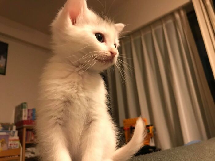 そのうち長毛になりそうなフワフワ感。しっぽもピンと！器量よしですね～