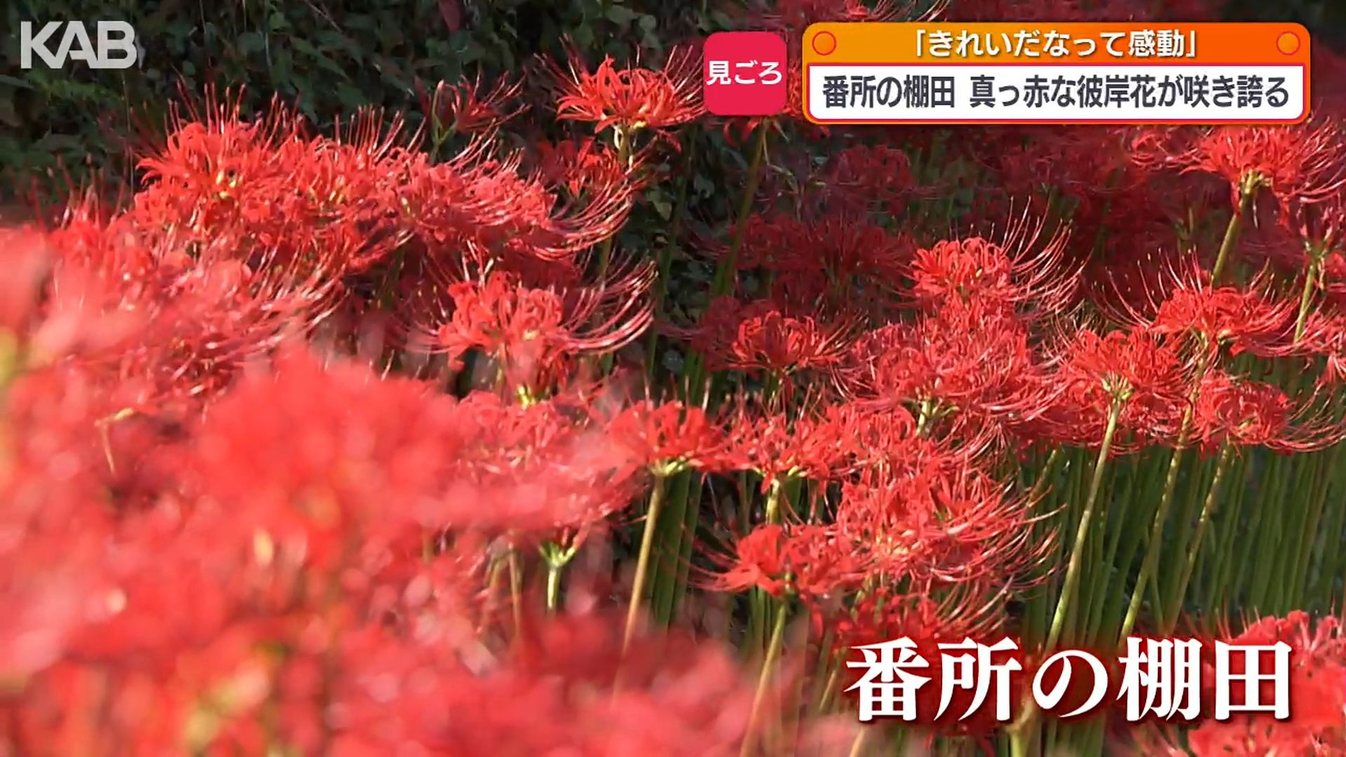 黄金色の稲穂と真っ赤な彼岸花 山鹿市菊鹿町“番所の棚田”で見頃を
